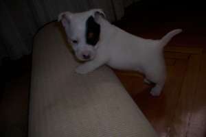 catel jack russel terrier