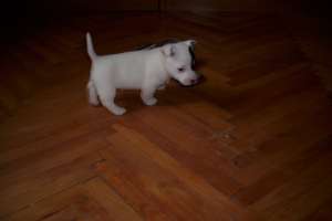 catel jack russel terrier
