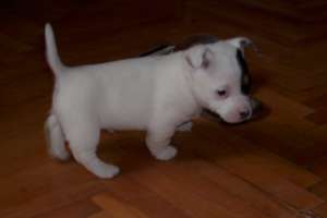 catel jack russel terrier