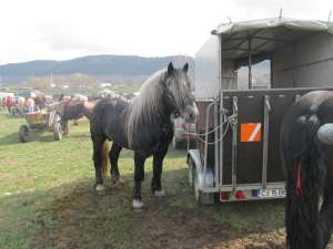 Armasar Percheron Francez Sur de monta publica