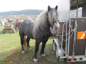 Armasar Percheron Francez Sur de monta publica