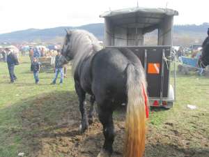 Armasar Percheron Francez Sur de monta publica