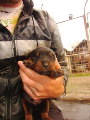 Vand pui Rottweiler