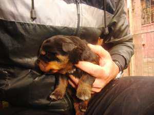 Vand pui Rottweiler