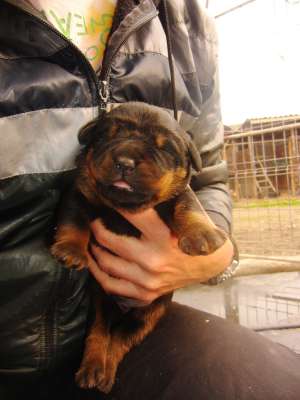 Vand pui Rottweiler
