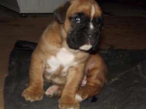 vand pui de boxer cu pedigree