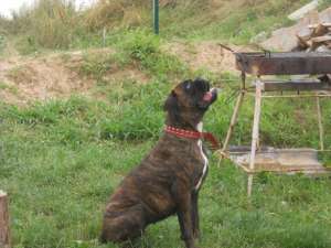 vand pui de boxer cu pedigree