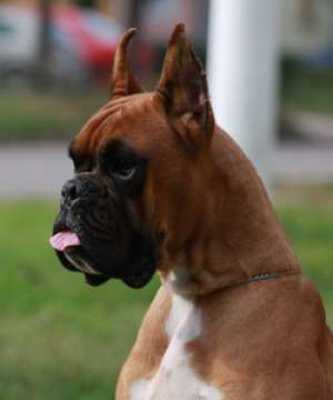 vand pui de boxer cu pedigree