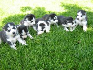 Vand catei HUSKY siberian ochi albastri