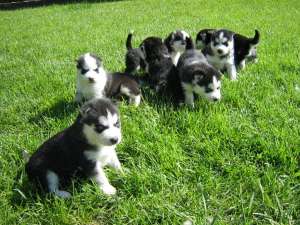 Vand catei HUSKY siberian ochi albastri