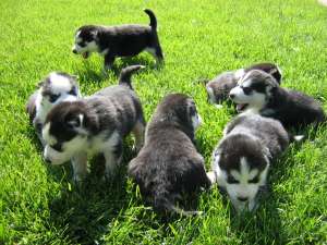 Vand catei HUSKY siberian ochi albastri
