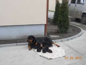 vand pui rottweiler