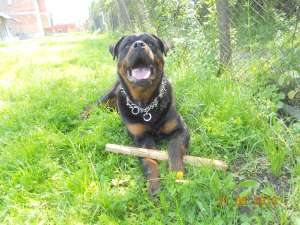 vand pui rottweiler