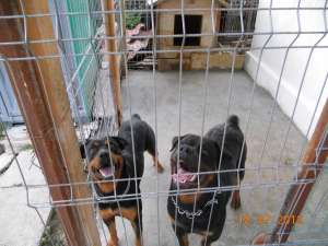 vand pui rottweiler