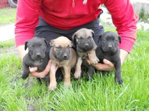 dogo canario de v�nzare