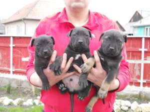 dogo canario de v�nzare