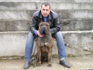 dogo canario de v�nzare