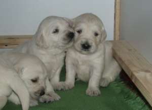 vand golden retriever Constanta