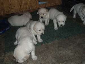 vand golden retriever Constanta