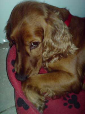 Mascul Cocker Spaniel pentru monta
