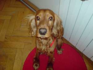 Mascul Cocker Spaniel pentru monta