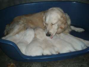 vand golden retriever Constanta