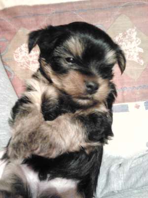 YORKSHIRE TERRIER