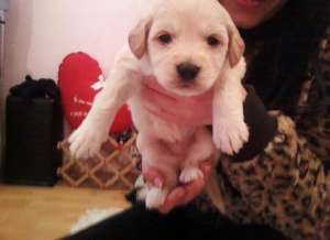 Vand Bichon Havanez