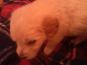 Vand Bichon Havanez