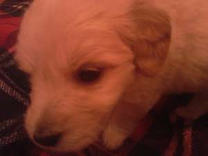 Vand Bichon Havanez
