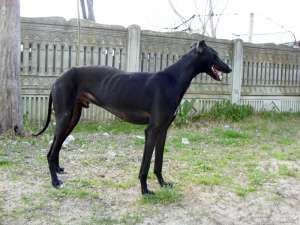 mascul ogar greyhound invatat