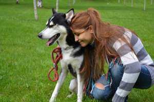 Amstel,  Husky 5 ani cauta femela husky pentru monta
