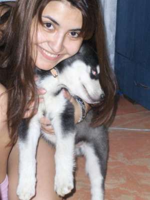 Amstel,  Husky 5 ani cauta femela husky pentru monta