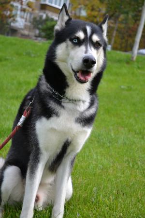 Amstel,  Husky 5 ani cauta femela husky pentru monta
