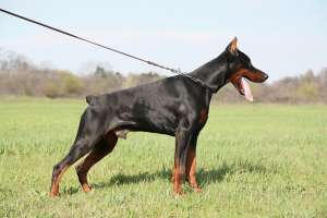 OFER DOBERMAN MASCUL CAMPION PENTRU MONTA