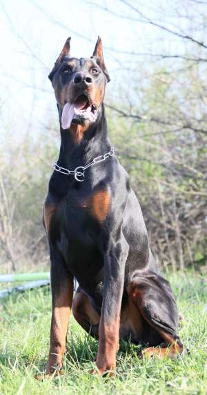 OFER DOBERMAN MASCUL CAMPION PENTRU MONTA