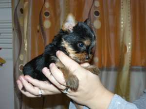 Yorkshire Terrier Mini Toy Bichon Maltese Toy