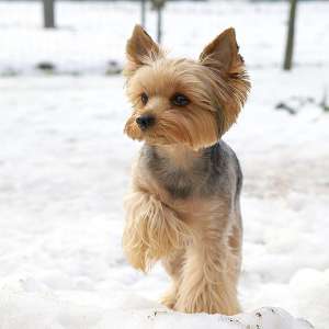Yorkshire Terrier Mini Toy Bichon Maltese Toy