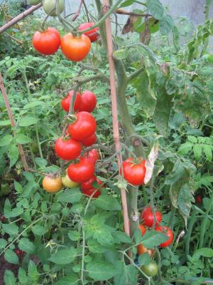 VAND SEMINTE DE ROSII (organice /BIO sau hibrid)