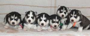 VAND PUI HUSKY SIBERIAN PERFECTI