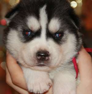VAND PUI HUSKY SIBERIAN PERFECTI