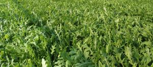 VAND SEMINTE DE RUCOLA