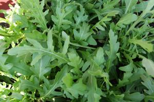 VAND SEMINTE DE RUCOLA