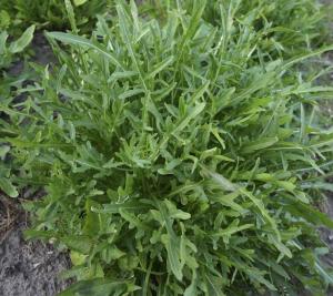 VAND SEMINTE DE RUCOLA