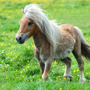 Inchiriem ponei si magarusi pentru petreceri cu copii