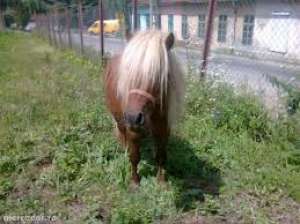 Inchiriem ponei si magarusi pentru petreceri cu copii