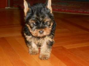 DEOSEBIT    yorkshire terrier