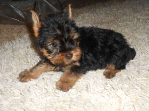DEOSEBIT    yorkshire terrier
