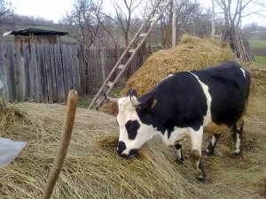 vaca genstanta