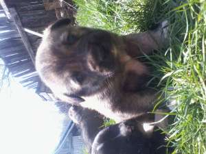 Dau spre adoptie catelusi foarte draguti